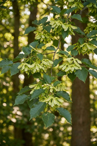 Tilia chinensis op stam nootje