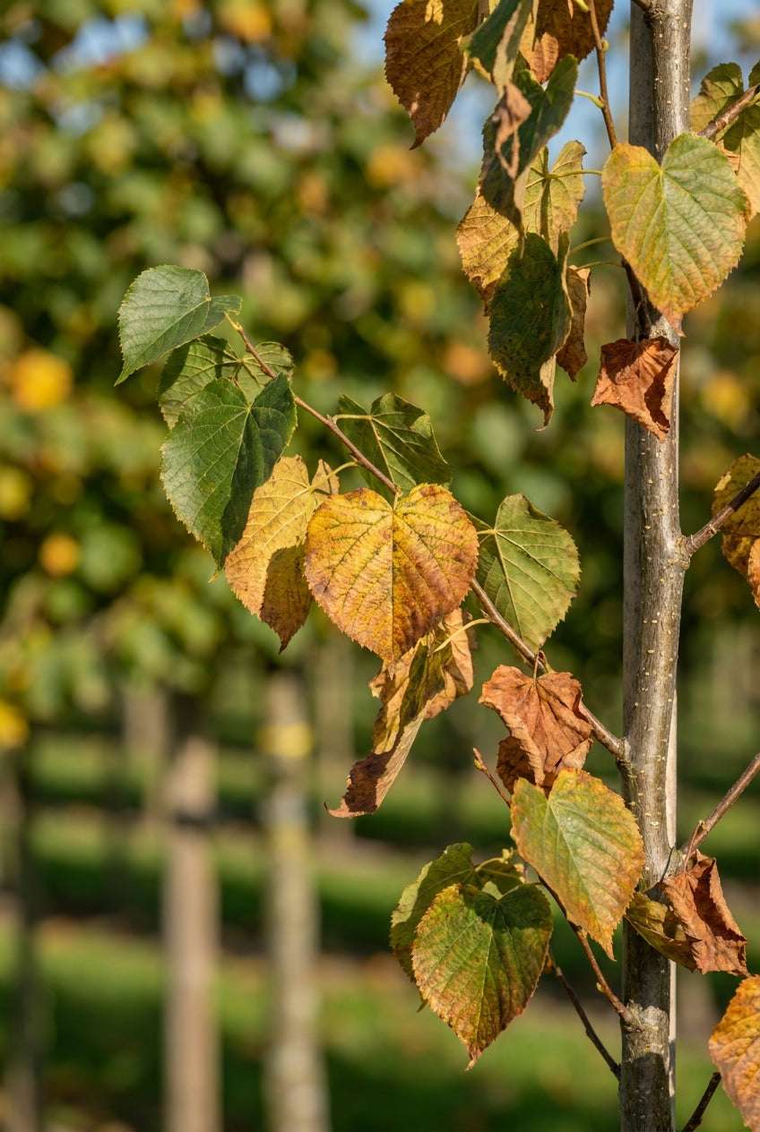 Tilia platyphyllos 'Flamme du Vercors' Tuinplanten blad
