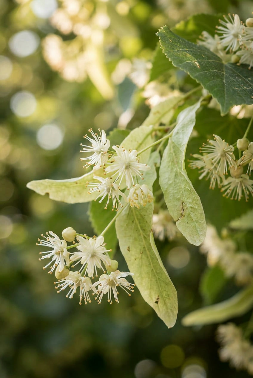 Tilia sibirica op stam bloem