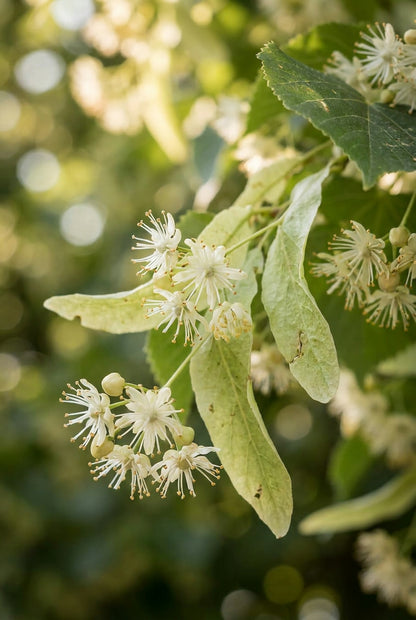 Tilia sibirica op stam bloem