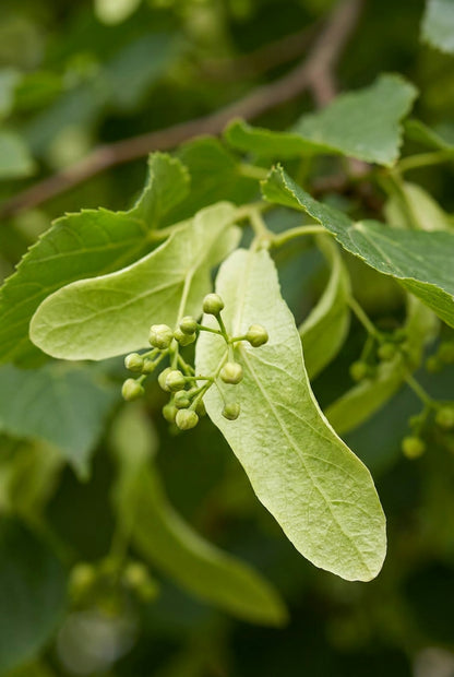 Tilia sibirica op stam blad