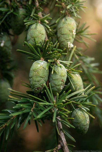 Tsuga chinensis kegel