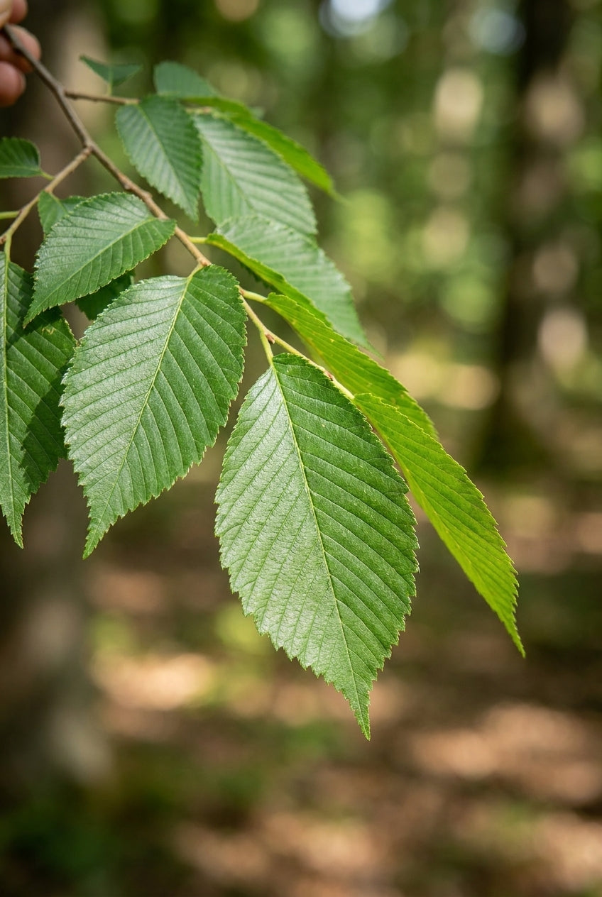 Ulmus davidiana japonica op stam blad