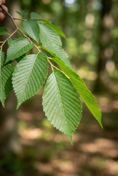 Ulmus davidiana japonica op stam blad