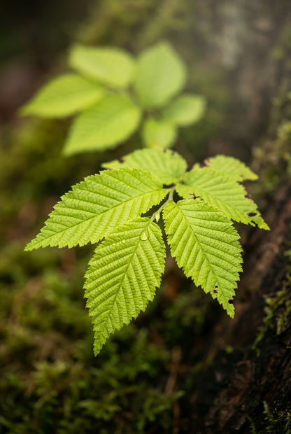 Ulmus glabra 'Pendula' op stam blad