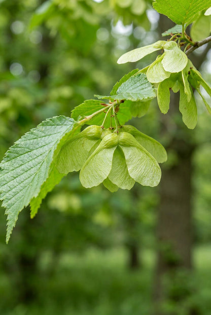 Ulmus 'Homestead' op stam blad