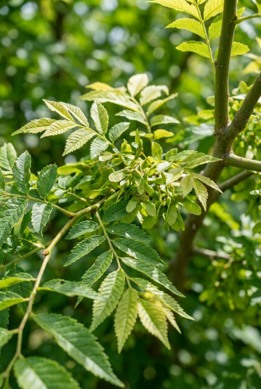 Ulmus parvifolia 'Sagei' Tuinplanten blad
