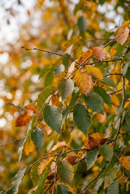 Ulmus parvifolia 'Sagei' Tuinplanten blad
