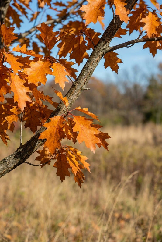 Ulmus 'Urban' op stam blad