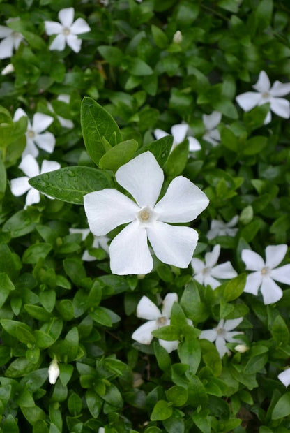 Vinca minor 'Gertrude Jekyll' bloem