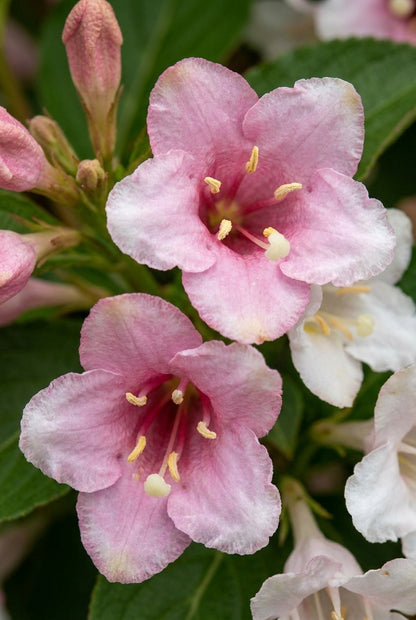 Weigela 'Slingco1' haagplant bloem