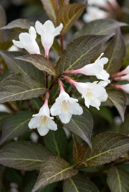 Weigela 'Velda' meerstammig / struik bloem