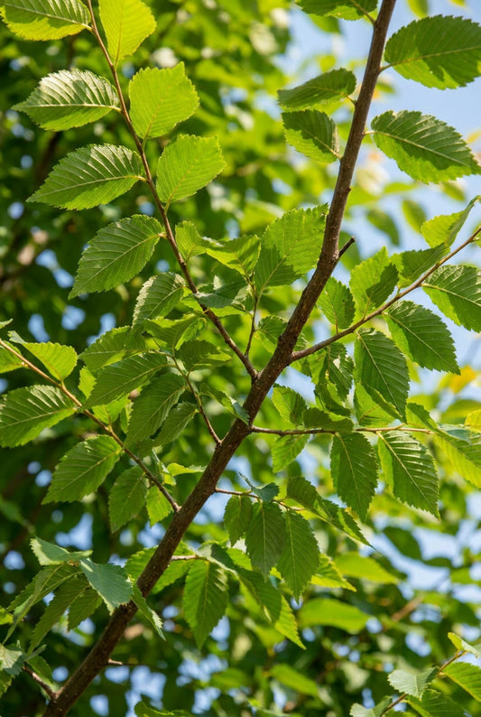 Zelkova serrata 'Sartori' op stam blad