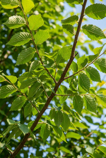 Zelkova serrata 'Sartori' Tuinplanten blad