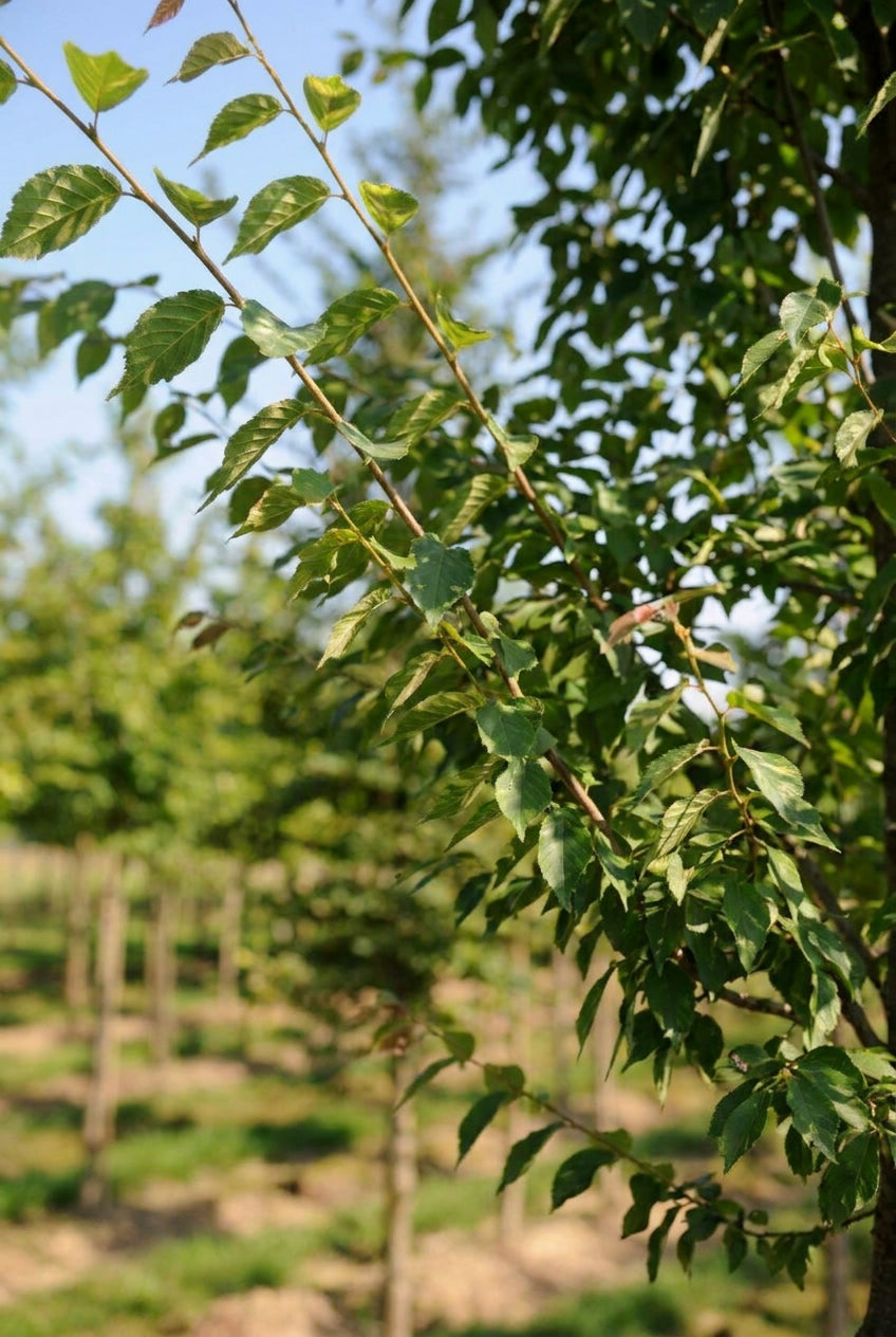 Zelkova serrata 'Sartori' Tuinplanten blad
