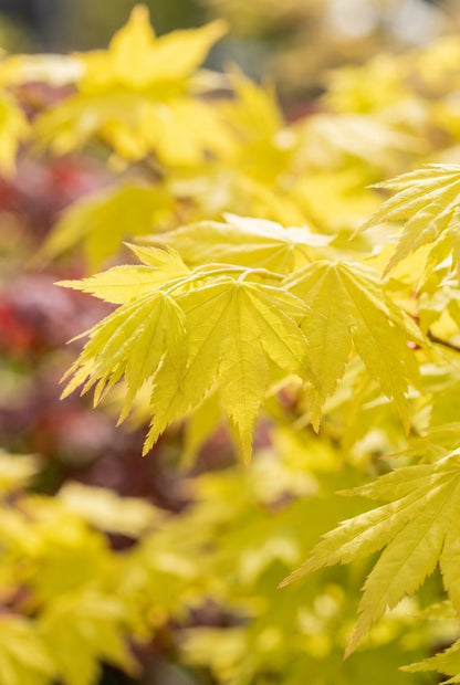 Acer shirasawanum 'Jordan' meerstammig / struik blad