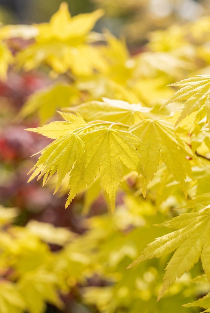Acer shirasawanum 'Jordan' op stam blad