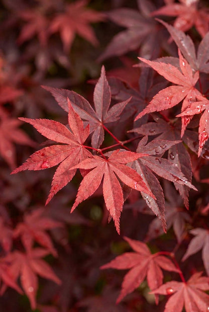 Acer palmatum 'Little Red' meerstammig / struik bladeren