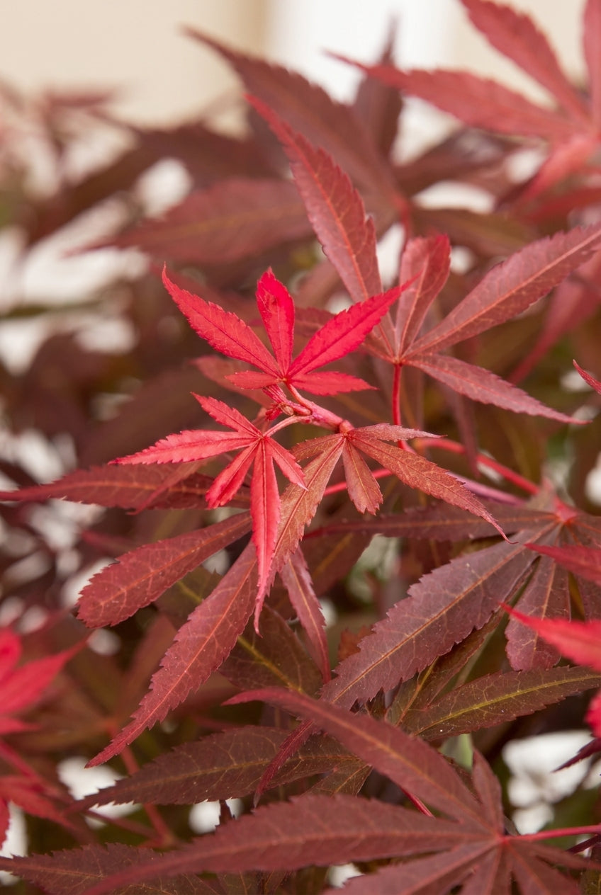 Acer palmatum 'Shaina' Tuinplanten bladeren
