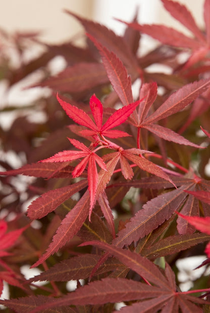 Acer palmatum 'Shaina' Tuinplanten bladeren