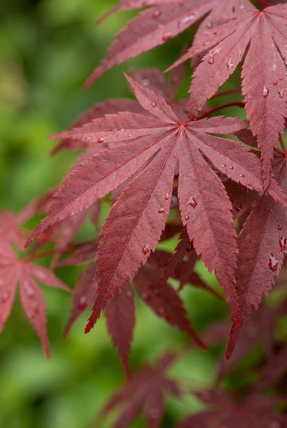 Acer palmatum 'Shaina' Tuinplanten blad