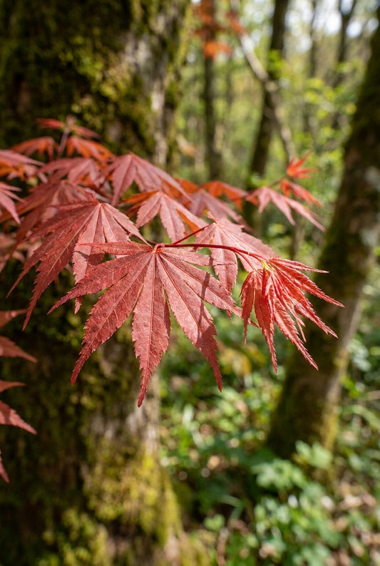 Acer palmatum 'Skeeter's Broom' solitair blad