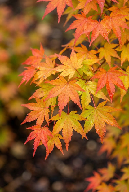 Acer palmatum 'Sonkootgre' bladeren