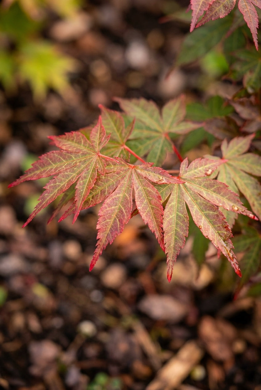 Acer palmatum 'Sonkootgre' blad