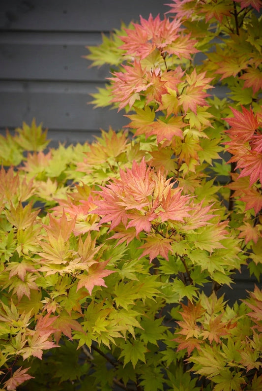 Acer shirasawanum 'Jordan' Tuinplanten bladeren