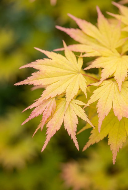 Acer shirasawanum 'Munn 001' Tuinplanten blad