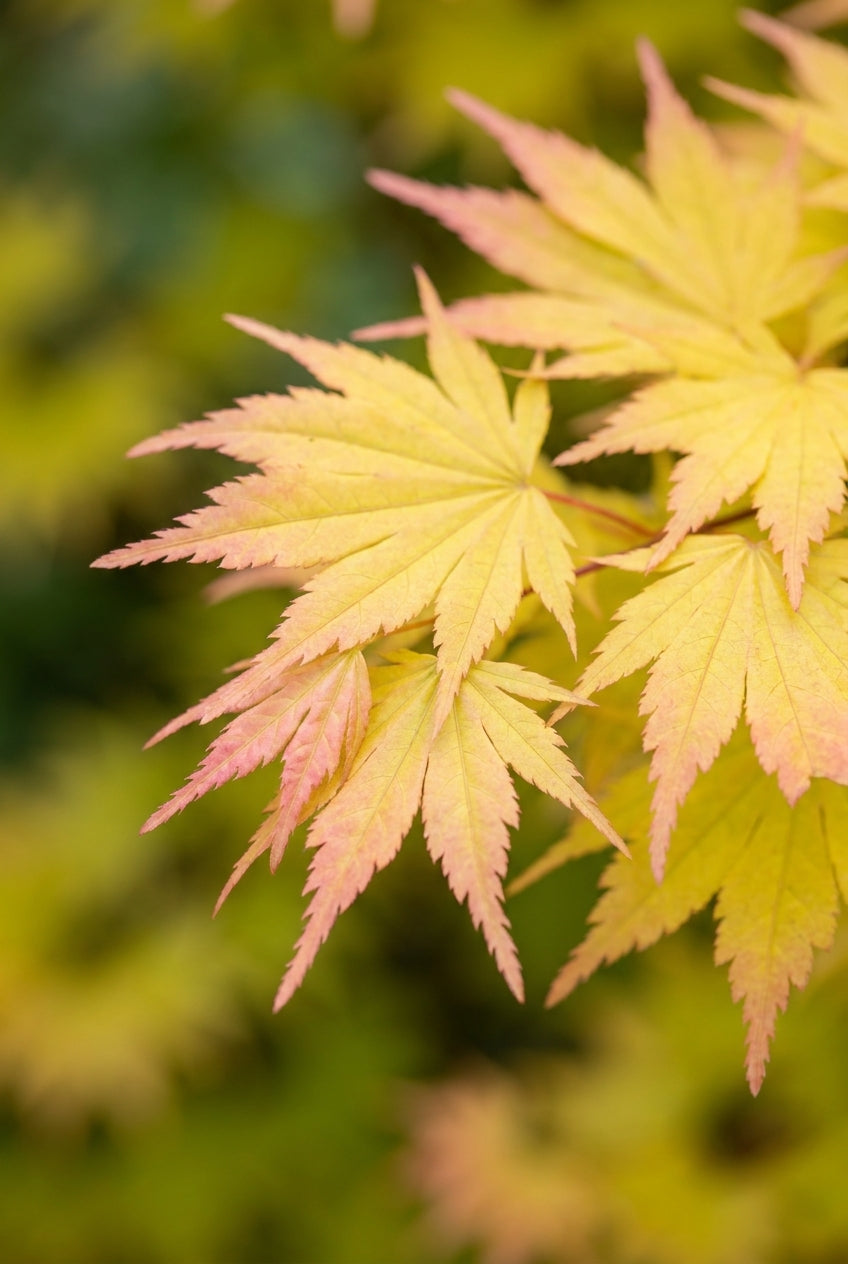 Acer shirasawanum 'Munn 001' solitair blad