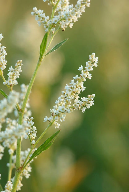 Aconogonon alpinum bloem