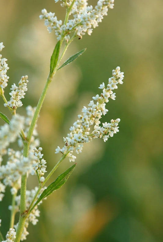 Aconogonon alpinum bloem