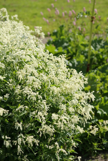 Aconogonon alpinum bloesem