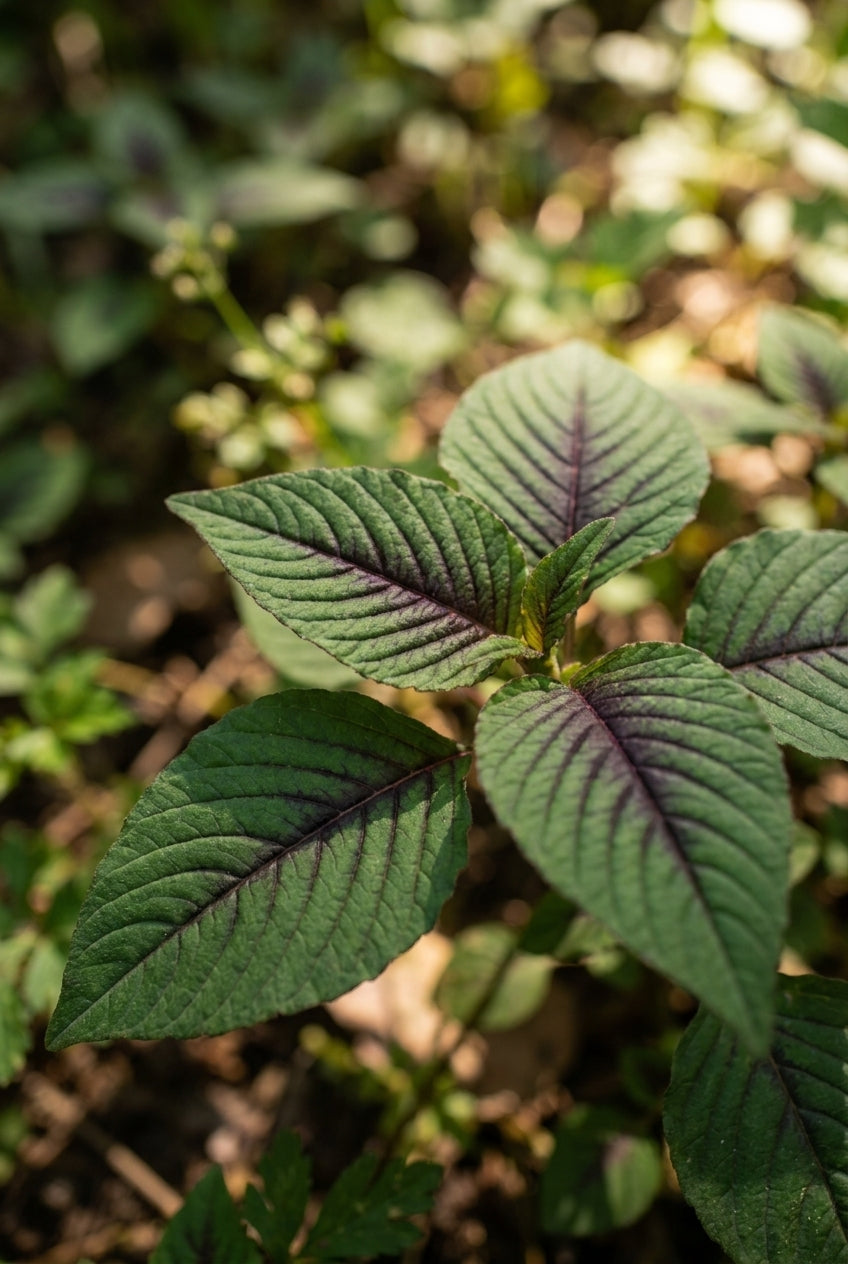 Aconogonon campanulatum 'CBCH292' bladeren