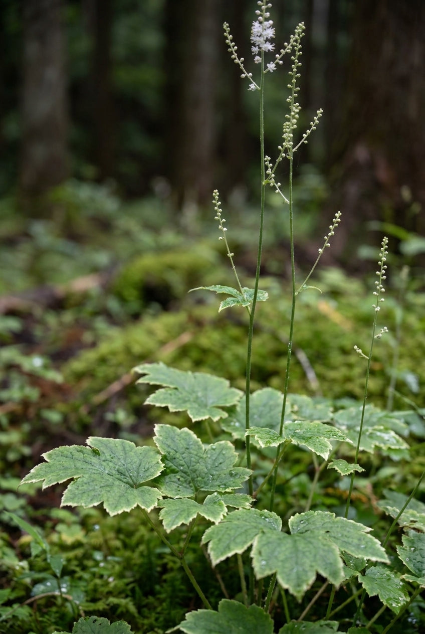 Actaea biternata blad