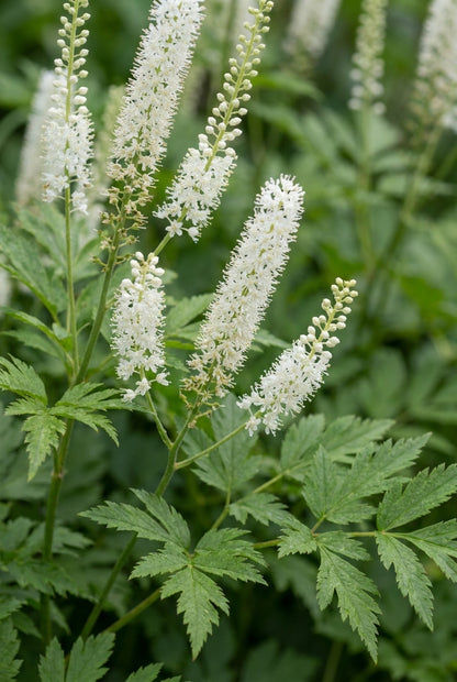 Actaea biternata bloem