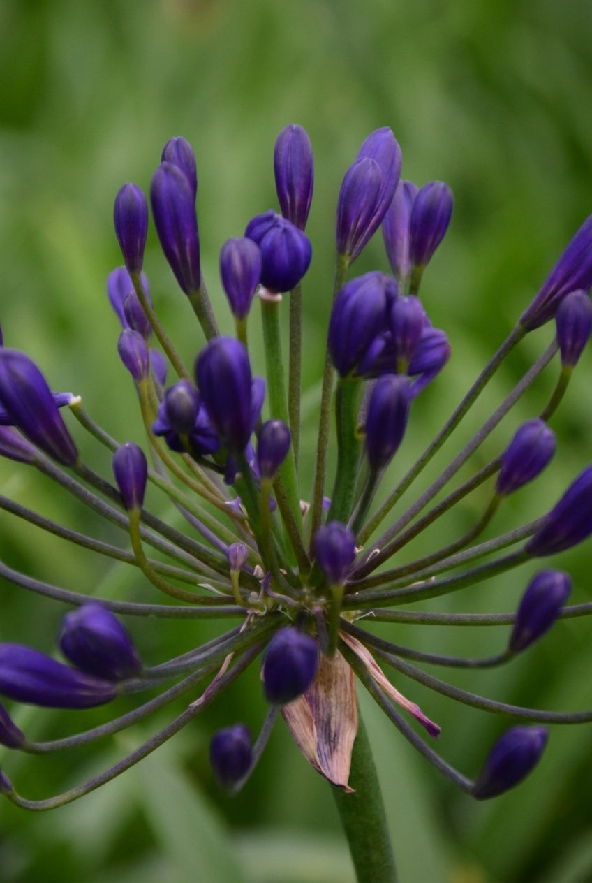 Agapanthus 'Tornado' bloem