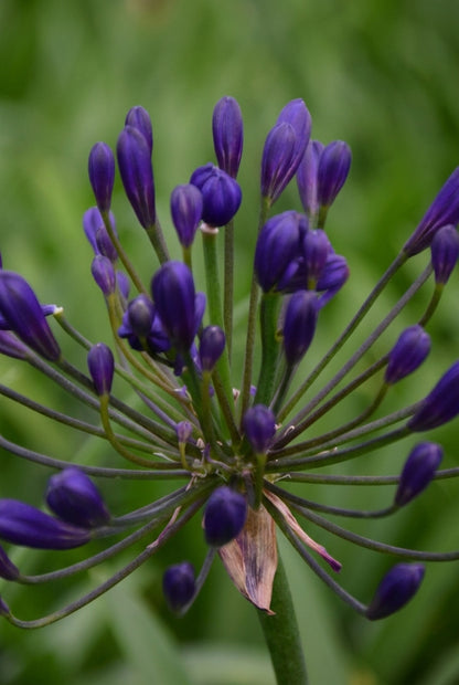Agapanthus 'Tornado' bloem