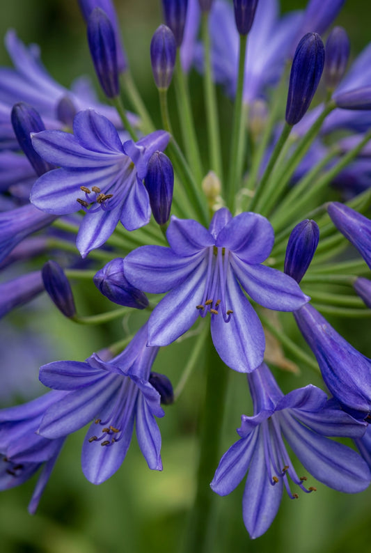 Agapanthus 'Vallée de Loire' bloem