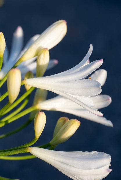 Agapanthus 'Vallée de Sarthe' bloem