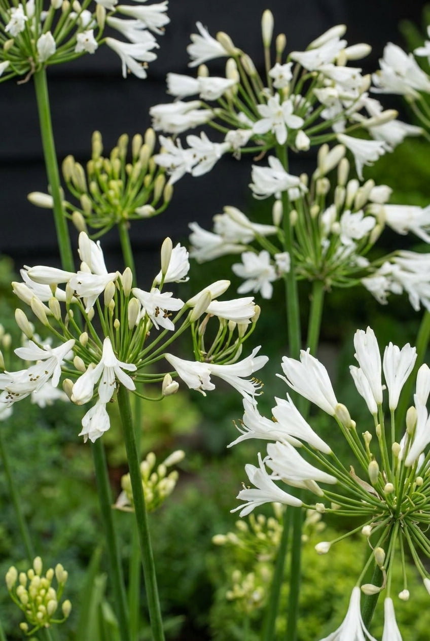 Agapanthus 'Vallée de Sarthe' blad