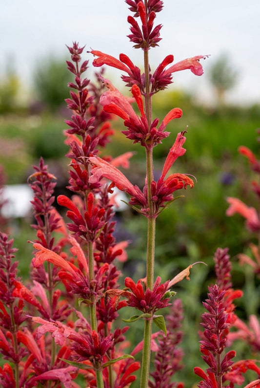 Agastache 'Fleur' bloem