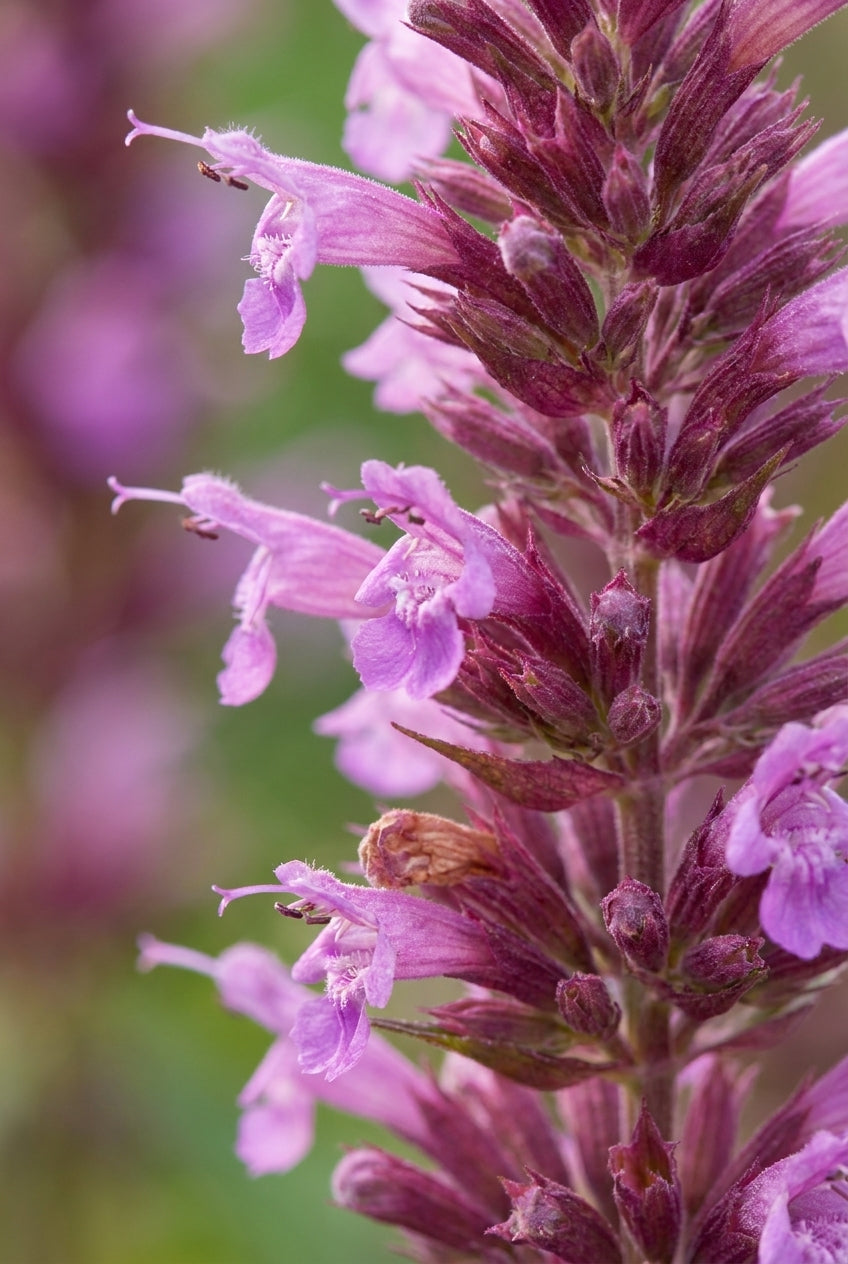 Agastache 'Linda' bloem