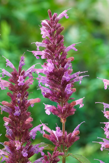 Agastache 'Linda' bloem