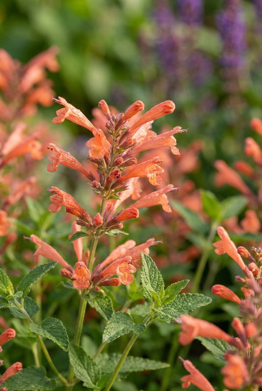 Agastache 'Mango Tango' bloem