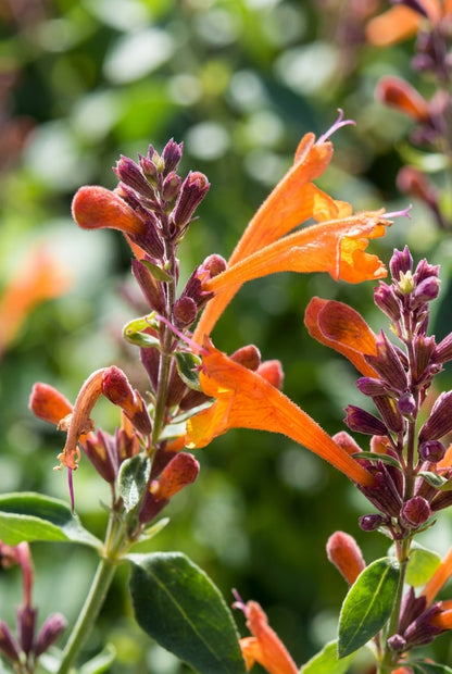 Agastache 'Mango Tango' bloem