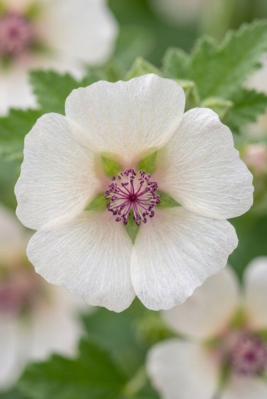 Alcalthaea suffrutescens 'Parkallee' bloem
