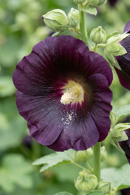 Alcea rosea 'Blacknight' bloem
