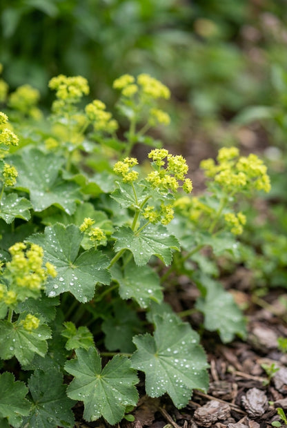 Alchemilla xanthochlora blad